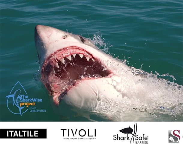Italtile launches The SharkWise Project 