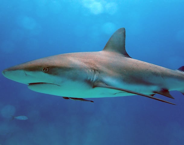 SharkNotes | Splashdown Bahamas